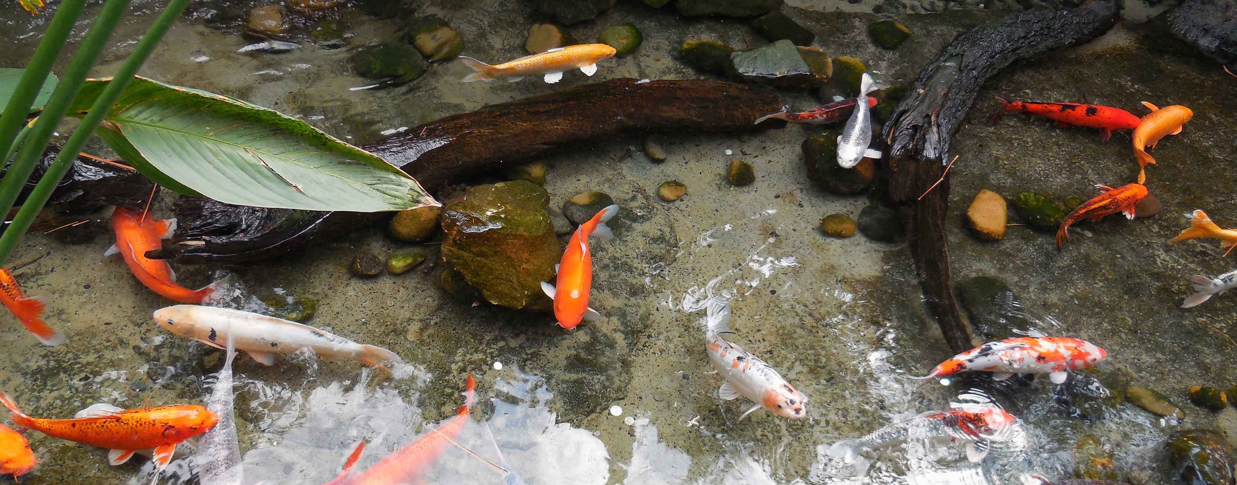 Koi Pond Banner