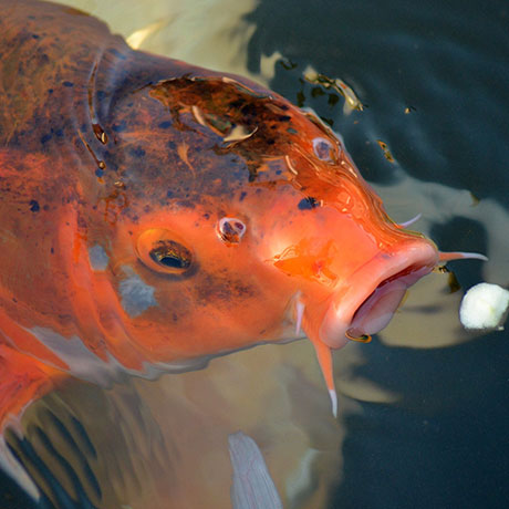 Large selection of Koi